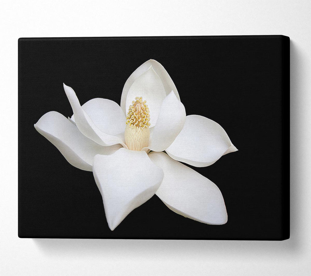 Picture of White flower on black delicate Canvas Print Wall Art