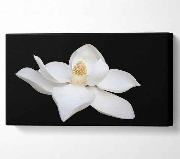 White flower on black delicate