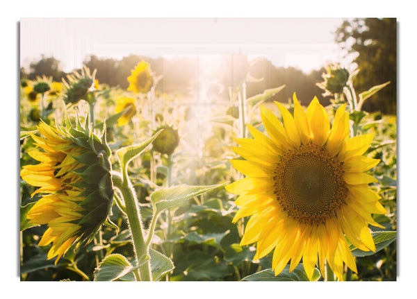 Sunflowers standing tall