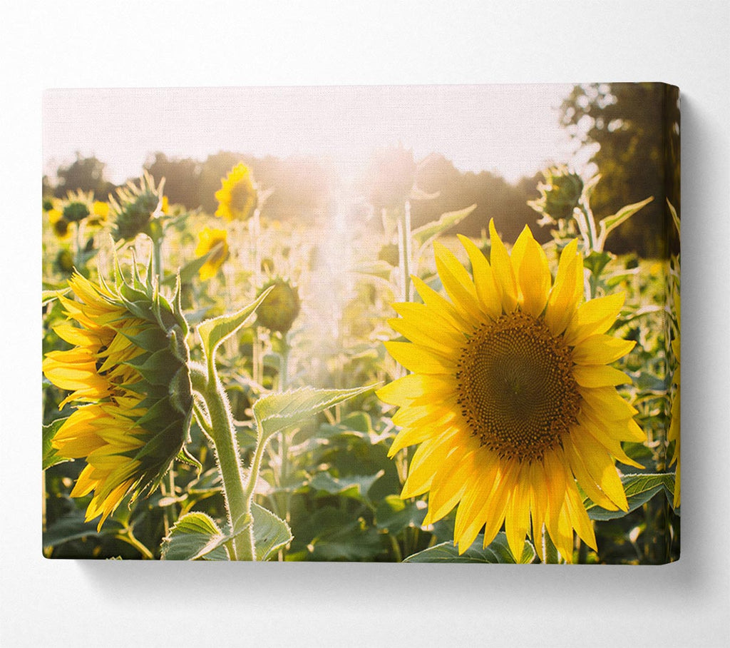 Picture of Sunflowers standing tall Canvas Print Wall Art