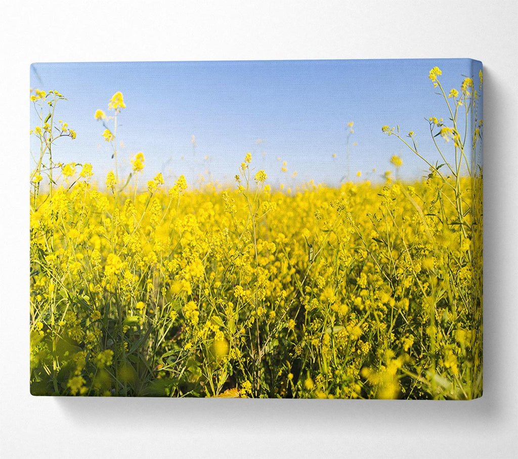 Picture of Summer harvest fields Canvas Print Wall Art
