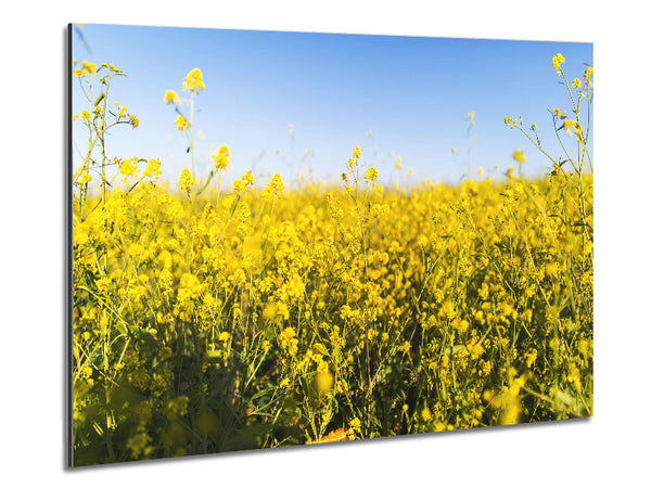 Summer harvest fields