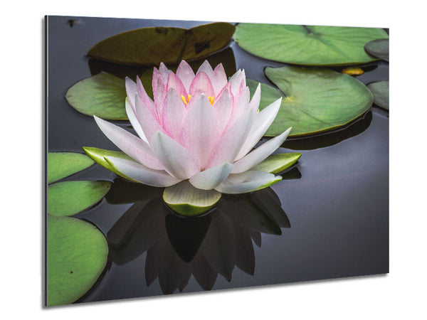 Pond plant floating on the lake