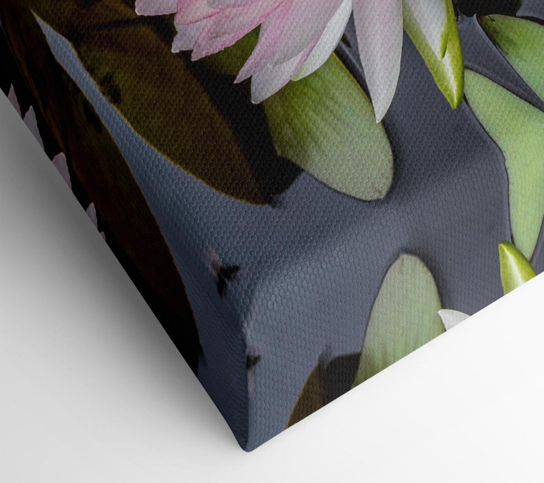  A Canvas Print of Pond plant floating on the lake Canvas Art