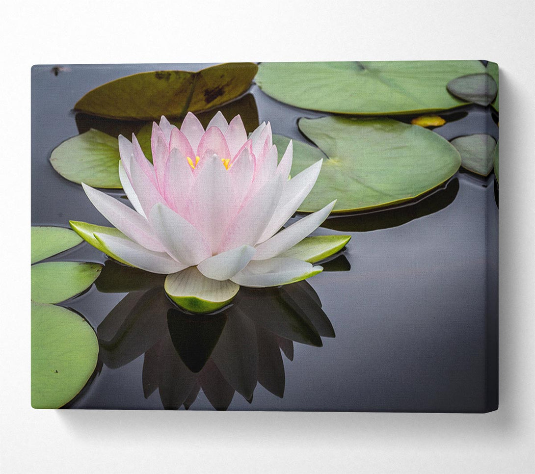 Picture of Pond plant floating on the lake Canvas Print Wall Art