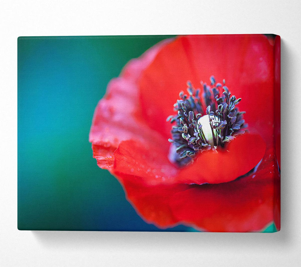 Picture of close look inside a poppy Canvas Print Wall Art
