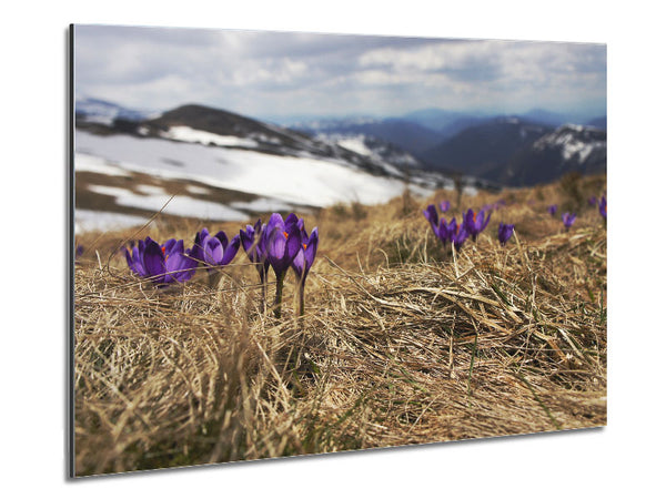 Lila Krokusse sprießen durch das Gras 