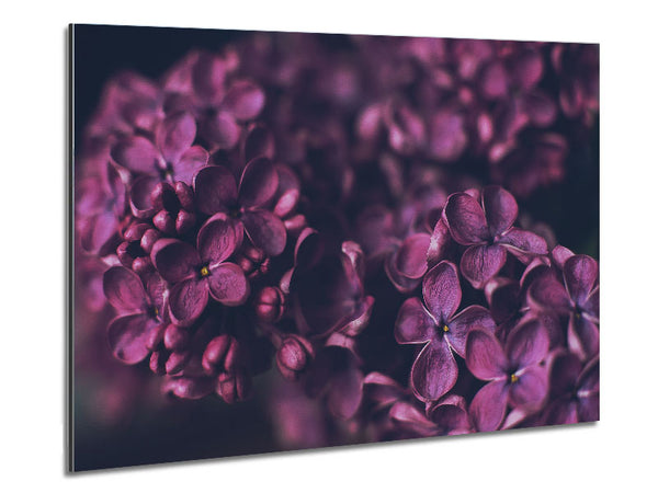 Lila Miniaturblumen
