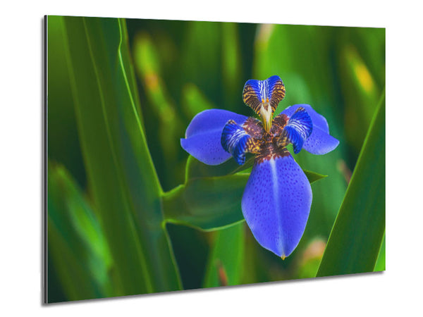 Kleine blaue Blume im Bild
