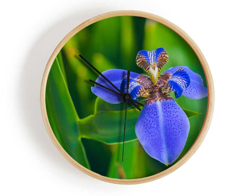 Tiny blue flower in shot Clock - Wallart-Direct UK