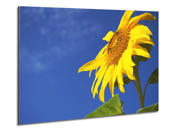 Gelbe Sonnenblume steht über dem Rest 