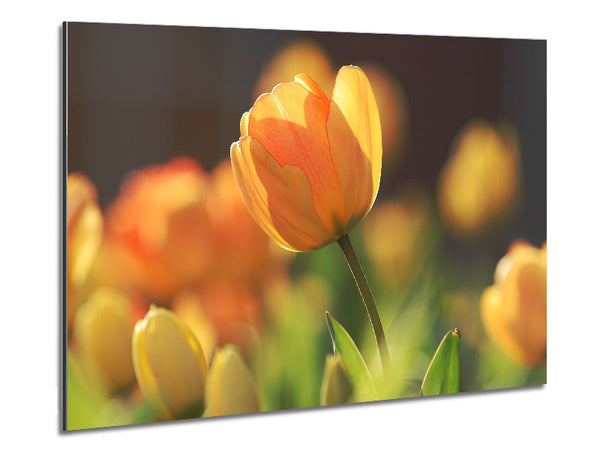 Gelbe Tulpe im Frühling 