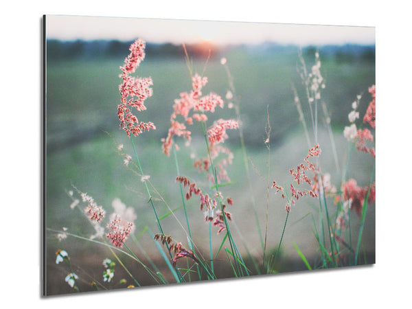 Pfirsichfarbene Blumen auf der Morgenwiese 