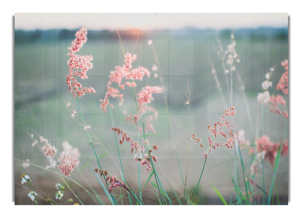 Pfirsichfarbene Blumen auf der Morgenwiese