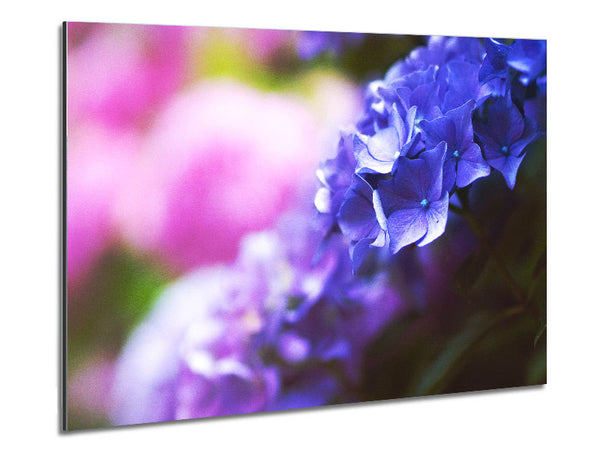 Hübsche kleine lila Blüten 