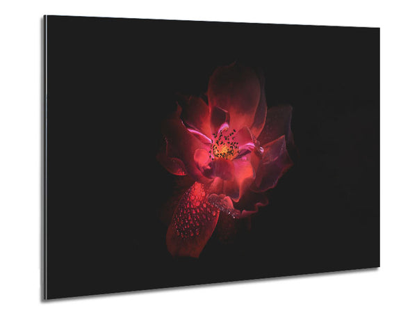 Supreme red flower Metal Print