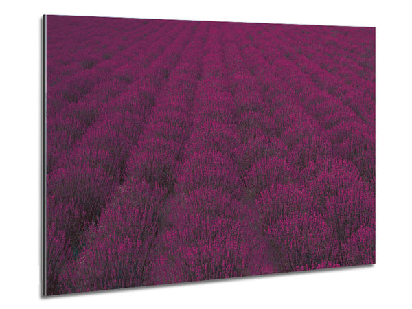 Impressive fields of lavender Metal Print
