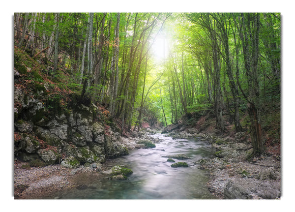 Spaziergang durch grünen Waldbach