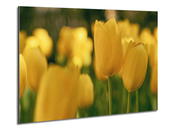 Yellow tulips supreme