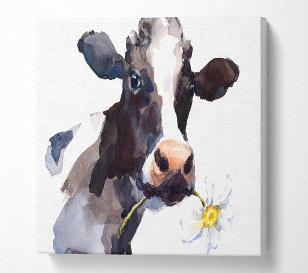 A Square Canvas Print Showing Daisy The Cow Square Wall Art