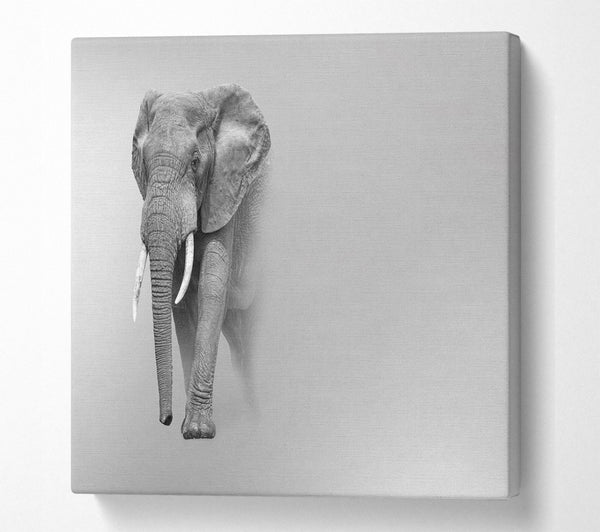 A Square Canvas Print Showing Elephant In The Mist Square Wall Art