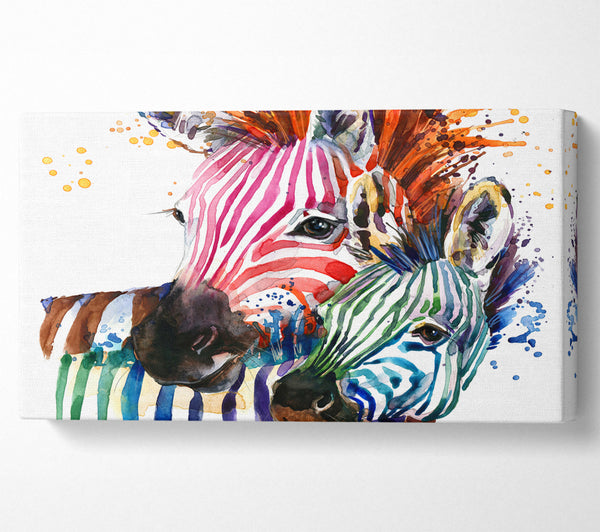 Buntes Regenbogenzebra
