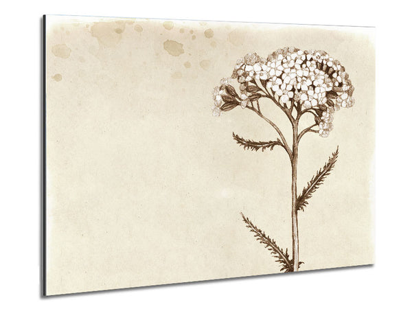 Florale Schönheit Sepia