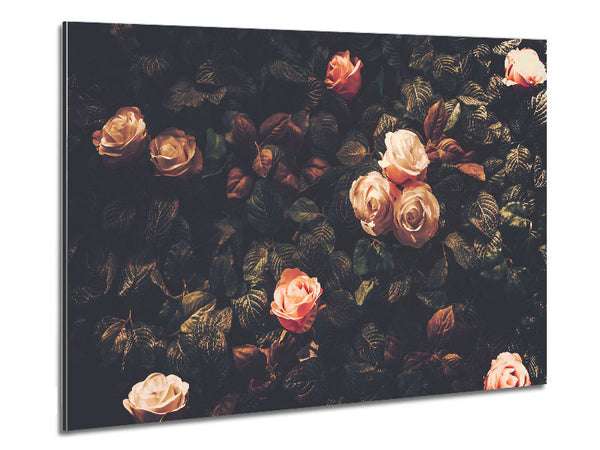 Pale Roses In Soft Greenery Metal Print