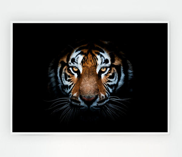 Tiger In The Dark Print Poster Wall Art