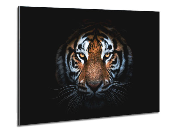 Tiger im Dunkeln