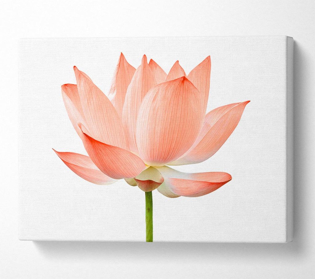 Picture of The Peach Flower Beauty Canvas Print Wall Art