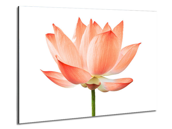 Die Schönheit der Pfirsichblüte