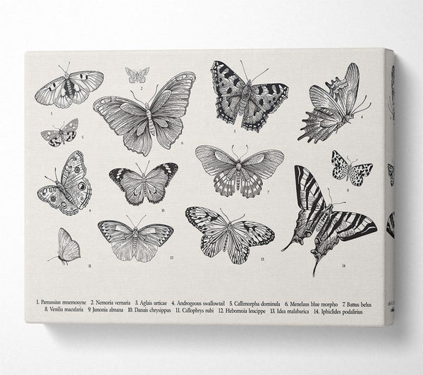  A Canvas Print of British Butterflies Canvas Art