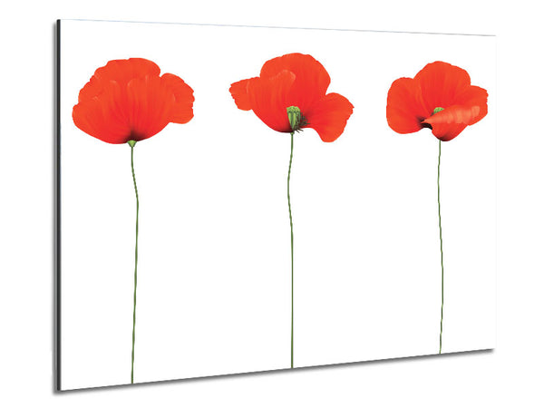 Drei Mohnblumen stehend