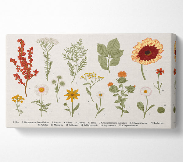 Flower Illustration Handrawn