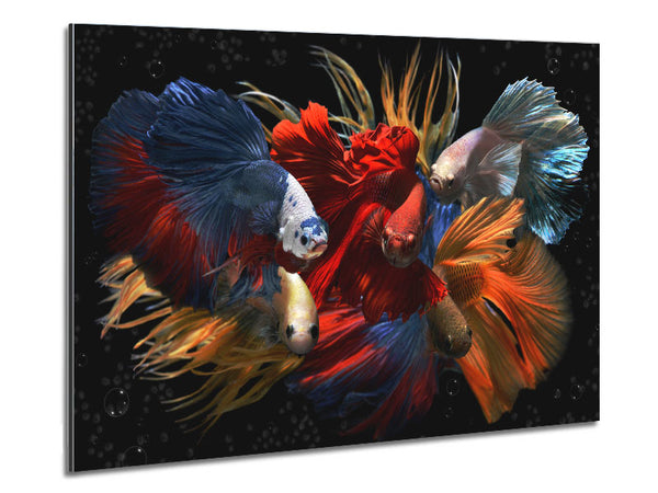 Siamese Fighting Fish Metal Print