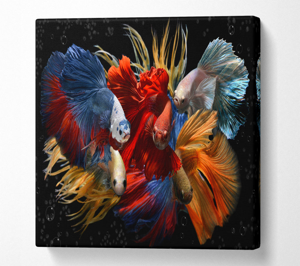 A Square Canvas Print Showing Siamese Fighting Fish Square Wall Art