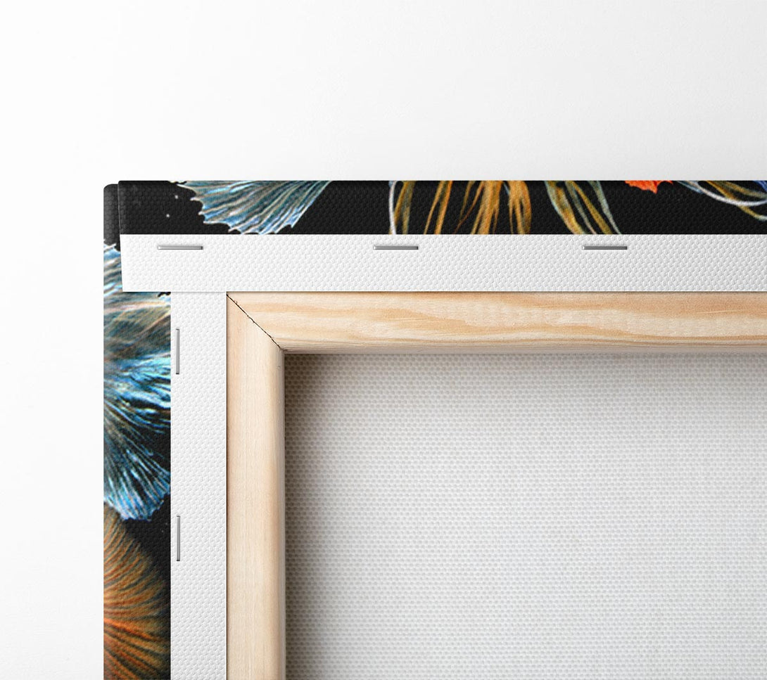  A Canvas Print of Siamese Fighting Fish Canvas Art