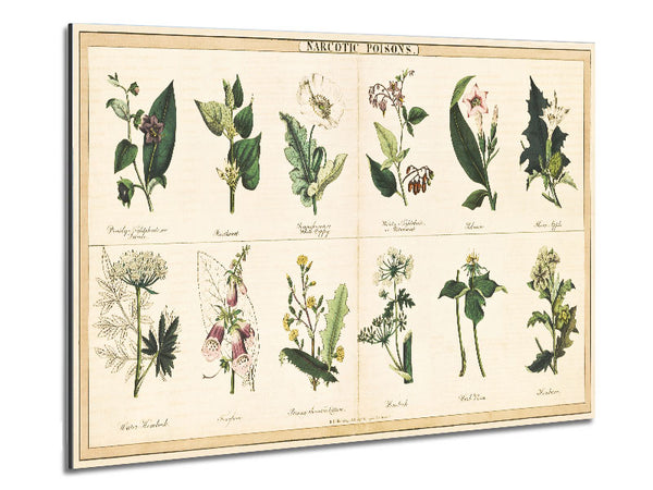 Blumenillustrationen