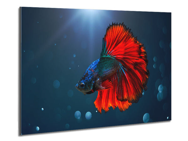 The Siamese Fighter Fish Metal Print