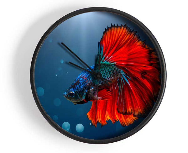 The Siamese Fighter Fish Clock - Wallart-Direct UK