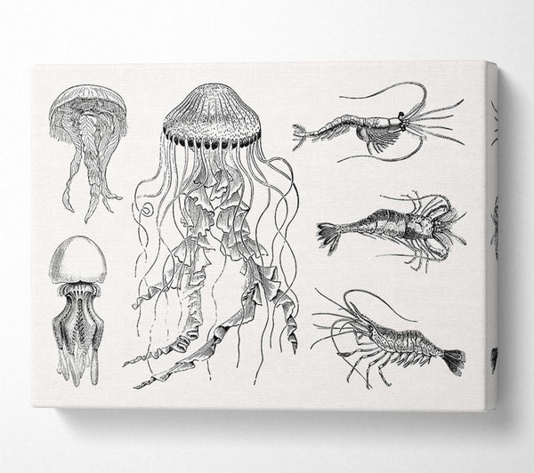 A Canvas Print of Jellyfish And Shrimp Canvas Wall Art