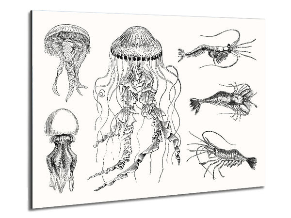 Jellyfish And Shrimp Metal Print
