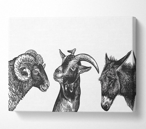  A Canvas Print of Goat Sheep Donkey Canvas Art