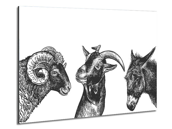 Goat Sheep Donkey Metal Print