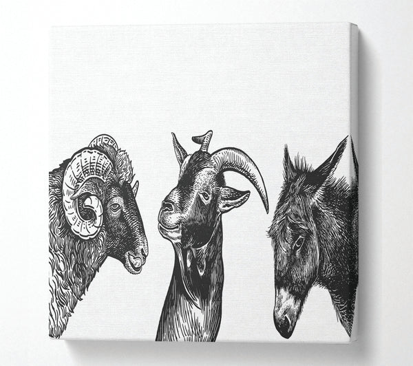 A Square Canvas Print Showing Goat Sheep Donkey Square Wall Art