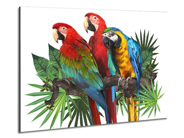 Three Parrots On A Branch