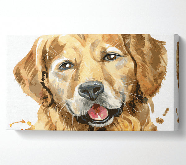 Labrador-Glück