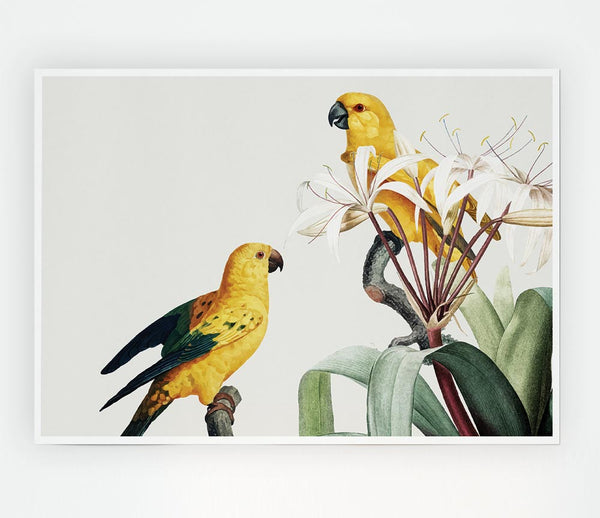 Two Yellow Parrots Print Poster Wall Art