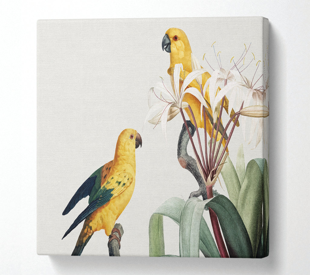 A Square Canvas Print Showing Two Yellow Parrots Square Wall Art